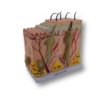 Dermatude Skin Block